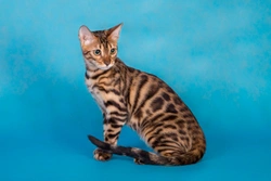 Is the Bengal cat really a good choice of pet?