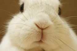 13 Essential Rabbit Facts