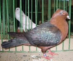 Hýl – nejznámější holubi 43