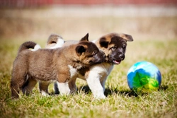 Where to take your puppy or young dog to socialise them