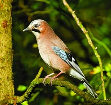 Měkkožraví chovanci našich voliér, Pěvci (Passeriformes) 5, Krkavcovití (Corvidae) 2