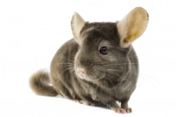 Chinchilla Care