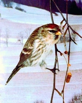 Čečetka zimní – Carduelis flammea (Linnaeus, 1758)