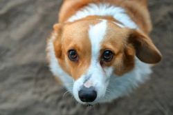 Why Does My Dog Flinch When I Pet Him?
