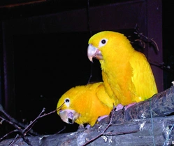 ARATINGA GUAROUBA (Guarouba guarouba) jeho odchov v ZOO Ostrava