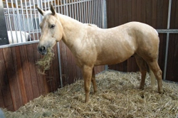 How Good is the Hay You Feed Your Horse?