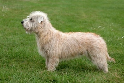 The Glen of Imaal terrier and their history in Ireland