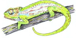 Chameleon trpasličí -<strong> </strong>Bradypodion pumilum Chamaeleonidae