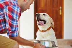 Considerations when feeding a dog with EPI