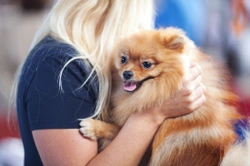 Crufts - The Kennel Club's elite dog show