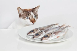 Cats and Food Allergies