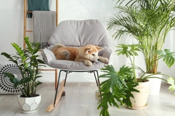 Why Does My Dog Steal My Seat?