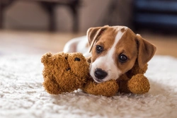 A checklist for when you’re bringing a puppy home