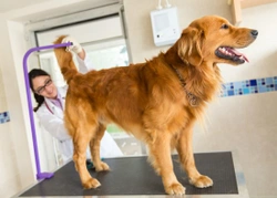 Dog Impacted Anal Glands: Home Treatment Guide