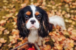 BVA/KC Chiari-malformation and Syringomyelia Testing Scheme for Dogs