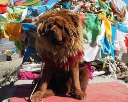 Pastore Tibetano Gigante Rosso - Dove trovarlo