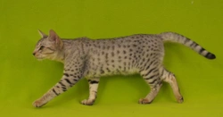 Is the Ocicat the right cat for you?