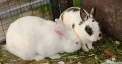 The Proper Cleaning of Rabbit Hutches