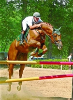 Hannoverský kůň – elegán a sportovec