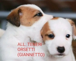 CUCCIOLI DISPONIBILI ALLEVAMENTO GIANNETTO