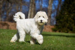 How to motivate a Labradoodle during training