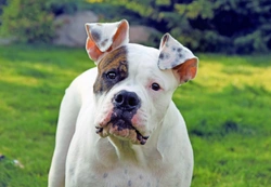 Nemaline myopathy DNA health testing for the American bulldog dog breed