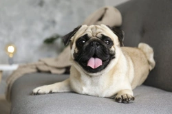7 Essential BOS Eye Health Facts for UK Flat-Faced Dogs 2025