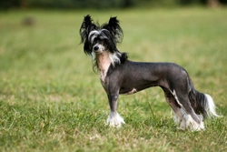Five of the most unique and unusual dog breeds