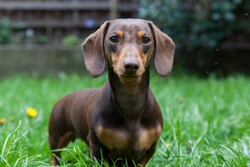 Pets4Homes announces the most popular hound dog breeds in the UK