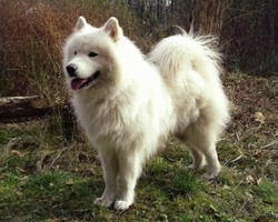 Il cane Samoiedo. Info cuccioli, carattere e prezzi