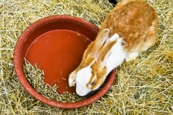 Preventing digestive disorders in your rabbits