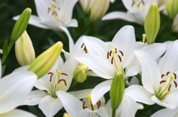 Lilies and toxicity in cats