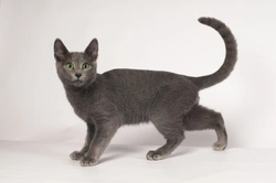 Seven cat breeds with blue coats