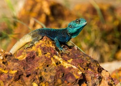 The natural behaviour of lizards