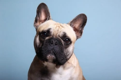 Pets4Homes announces the definitive list of the most popular utility dog breeds in the UK
