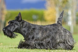 Scottish terrier hereditary health and longevity