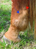 Koňský domácí lékař 10: Boule na nohách
