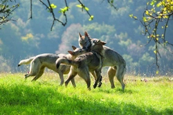 Jak se žije s vlčími geny – 2. část