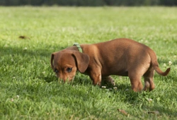 Introducing your puppy to a collar