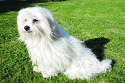 Coton de Tulear