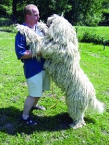 Komondor