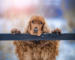 Cocker spaniel inglese e Cocker americano: differenze