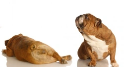 Dogs and flatulence - dealing with a stinky dog
