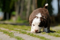 Can dogs use their sense of smell to find their way home?