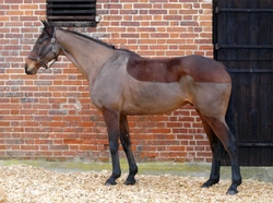 Clipping your horse