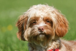 Cavapoo Health & Lifespan: What to Expect