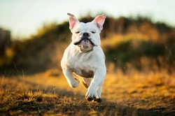 Is it true that English bulldogs can’t swim?