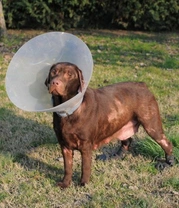 Dermatitis in dogs: Causes, symptoms, and treatment