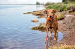 Do dogs need to be taught to swim?