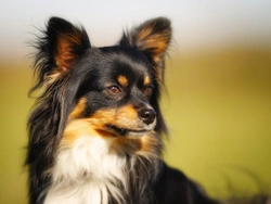 Four dog breeds with surprising skills